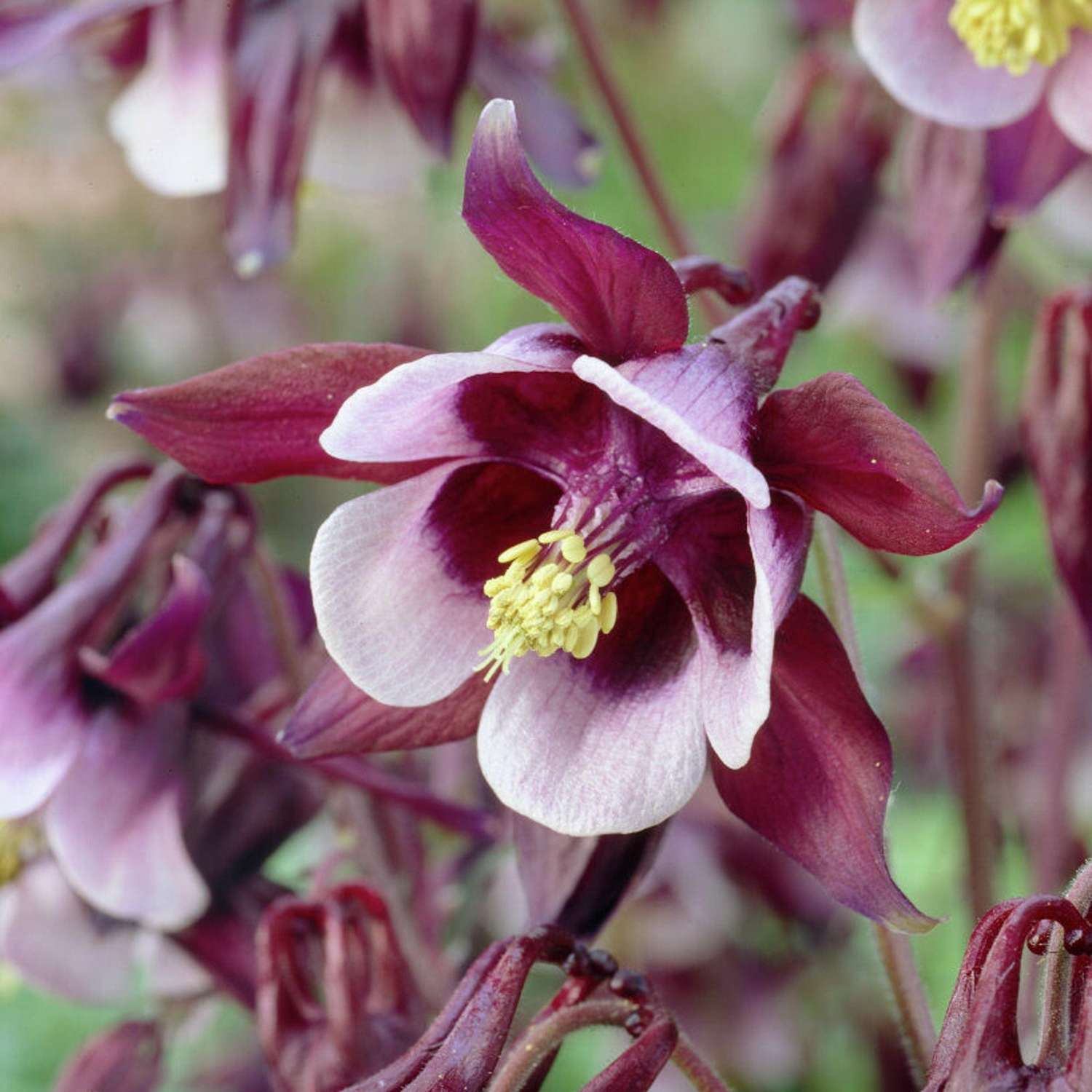 Akelei ‘William Guinness’